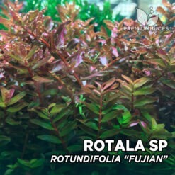 Rotala Rotundifolia “Fujian” Planta de acuario