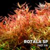 Rotala sp. “Yao Yai” Planta de acuario