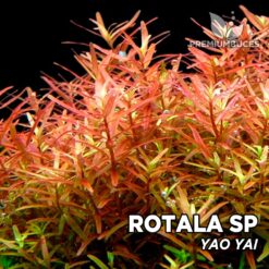 Rotala sp. “Yao Yai” Planta de acuario