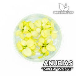 Anubias “Snow White” Planta de acuario