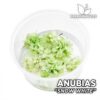 Anubias “Snow White” Planta de acuario