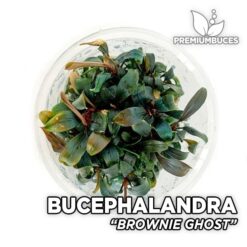 Pianta dell'acquario Bucephalandra "Brownie Ghost"