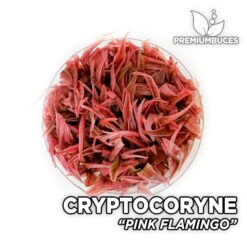 Cryptocoryne Pink Flamingo Planta de acuario