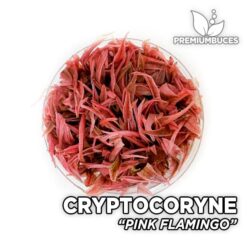 Cryptocoryne Pink Flamingo Aquarium Plant