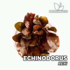 Echinodorus “Reni” Planta de acuario