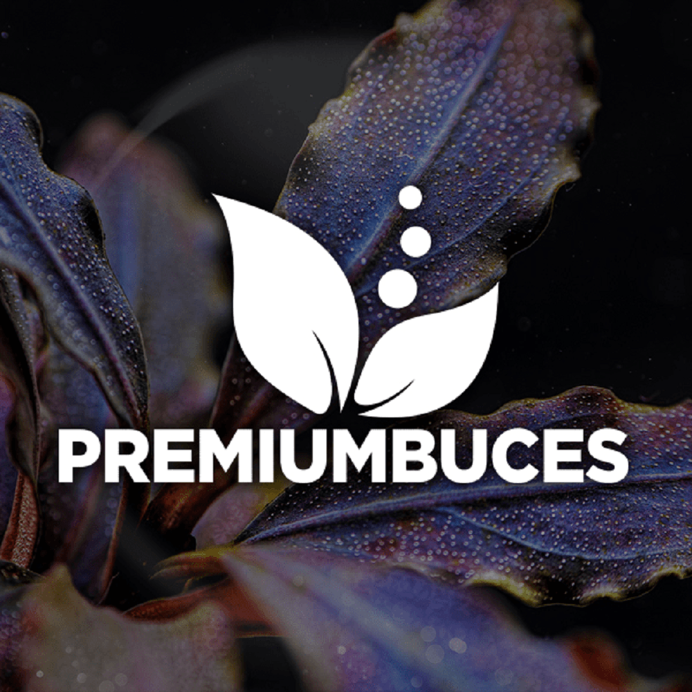 Premium Bus Services