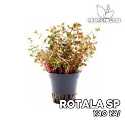 Rotala sp. “Yao Yai” Planta de acuario