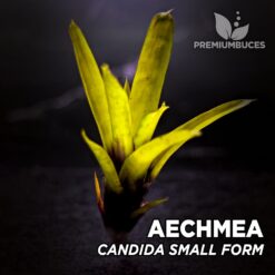 Aechmea Candida Small Form Planta de terrario