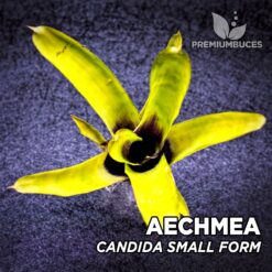 Aechmea Candida Small Form Planta de terrario