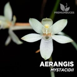 Aerangis Mystacidii orquídea para terrario