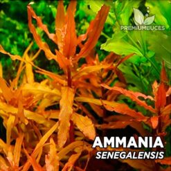 Ammania Senegalensis Planta de acuario