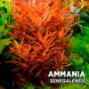 Ammania Senegalensis Planta de acuario