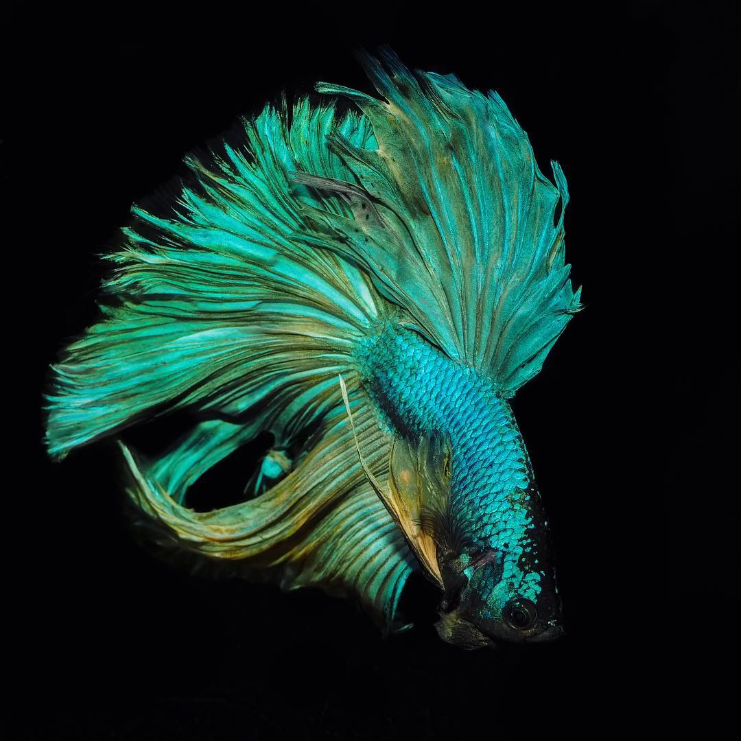 Mantenimiento y Cuidado del Betta Splendens | Guía completa 2021