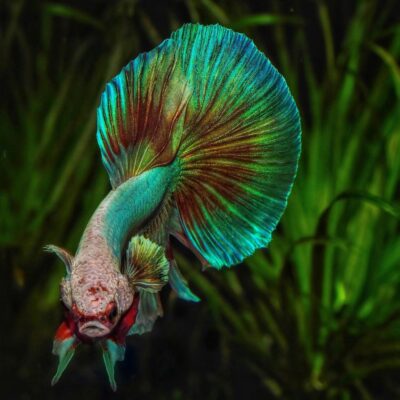 Aquarium betta on sale splendens