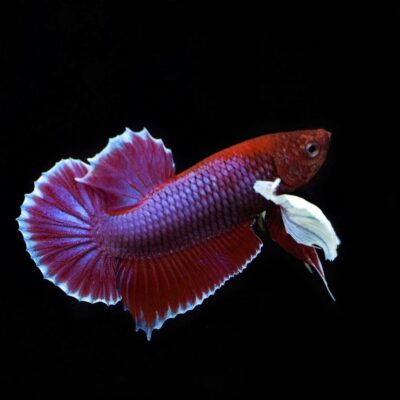 Betta Splendens Mâle-Combattant rouge 5,50 €