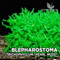 Blepharostoma Trichophyllum – Pearl Moss Musgo de acuario