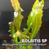Bolbitis sp. “Hyacii” (Hymenophyllaceae sp. Hyacii) Planta de acuario
