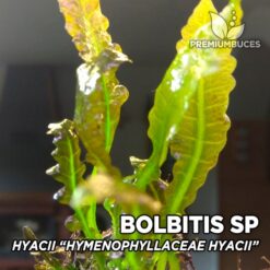 Bolbitis sp. “Hyacii” (Hymenophyllaceae sp. Hyacii) Planta de acuario