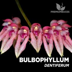 Bulbophyllum Dentiferum orquídea para terrario
