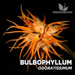 Bulbophyllum Odoratissimum orquídea para terrario