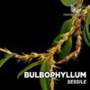 Bulbophyllum Sessile orquídea para terrario