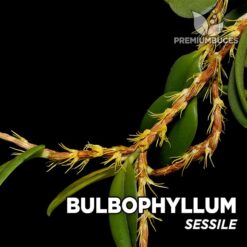 Bulbophyllum Sessile orquídea para terrario