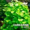 Cardamine Lyrata Planta de acuario