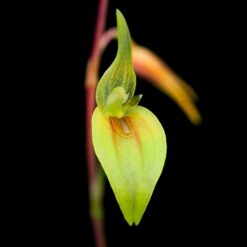 mini orchideeën
