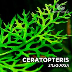 Ceratopteris Siliquosa Planta de acuario