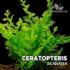 Ceratopteris Siliquosa pianta acquario