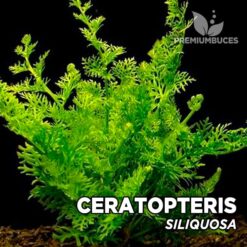 Ceratopteris Siliquosa Planta de acuario
