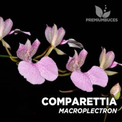 Comparettia Macroplectron orquídea para terrario