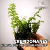 Crepidomanes sp. “Borneo” Planta de acuario