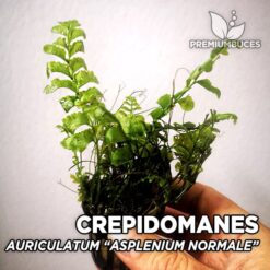 Crepidomanes sp. Pianta dell'acquario "Borneo"