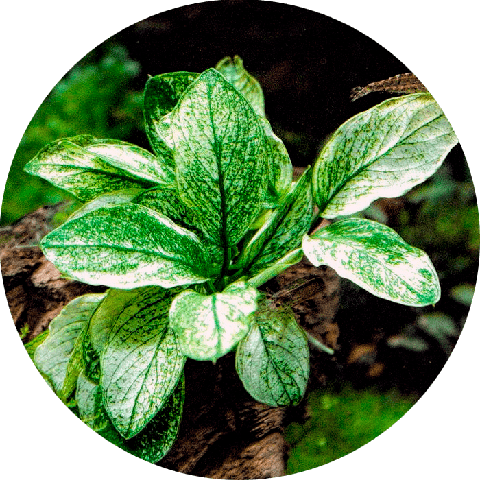 Anubias file and care - The Easiest Aquarium plant