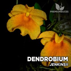 Dendrobium Jenkinsii orquídea para terrario
