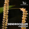 Dendrochilum Cobbianum orquídea para terrario