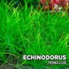 Echinodorus Tenellus Planta de acuario
