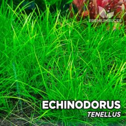 Echinodorus Tenellus Planta de acuario