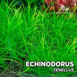 Echinodorus Tenellus Aquarium Plant