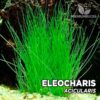 Eleocharis “Acicularis” Planta de acuario