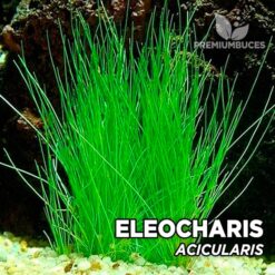 Eleocharis “Acicularis” Planta de acuario