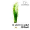 Eleocharis “Vivipara” Planta de acuario