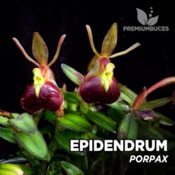 Epidendrum Porpax orquídea para terrario