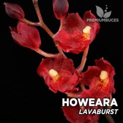 Howeara Lavaburst orquídea para terrario