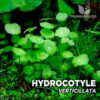 Hydrocotyle Verticillata Aquarium Pflanze