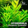 Planta de aquário Hygrophila Corymbosa “Siamensis”