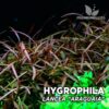 Hygrophila Lancea "Araguaia" Pianta dell'acquario