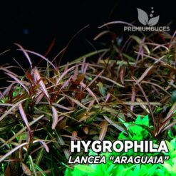 Aquário Hygrophila Lancea “Araguaia”