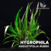 Acquario Hygrophila Corymbosa “Angustifolia Rubra” Argento